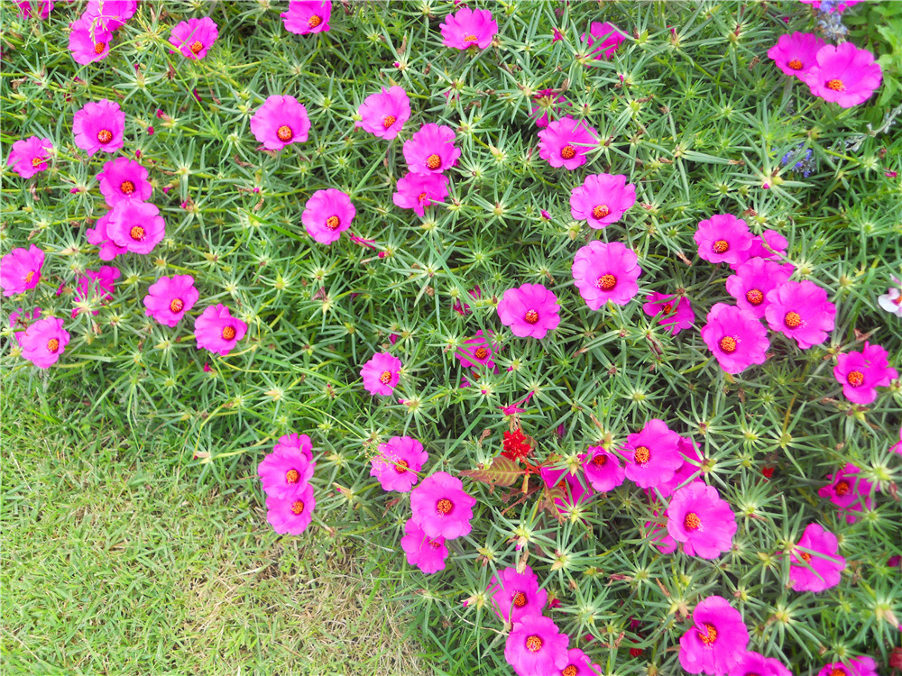 植物世界丨40款人见人爱的爆火花卉居然都是入侵植物，丢弃要犯罪