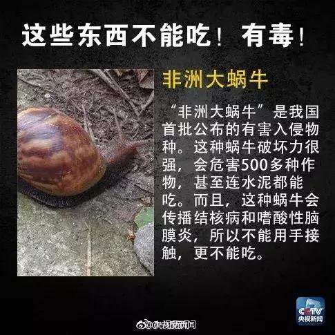 蜗牛携带结核杆菌,广东大蜗牛怎么传染结核病