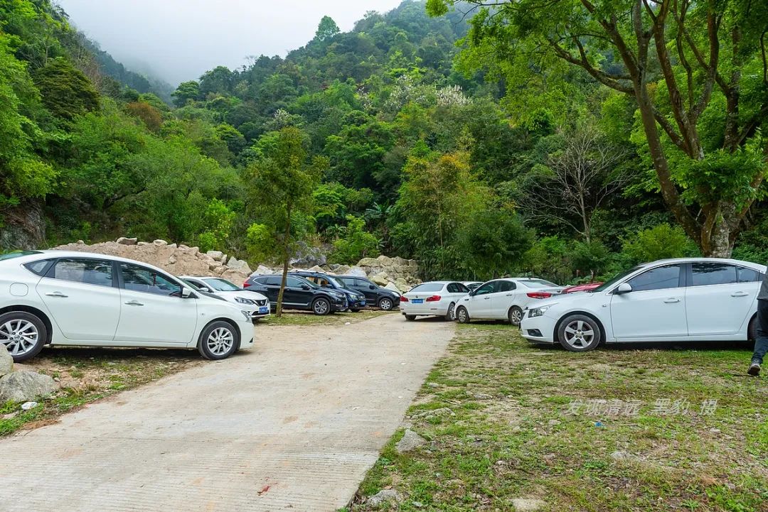 在天露山杜鹃花海丛中劲跳广场舞，这帮广东大妈又火了