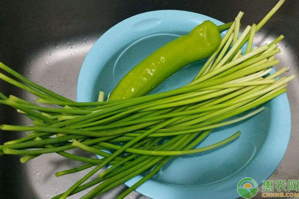蒜苔价格今日行情山东,2019年全国蒜苔价格行情
