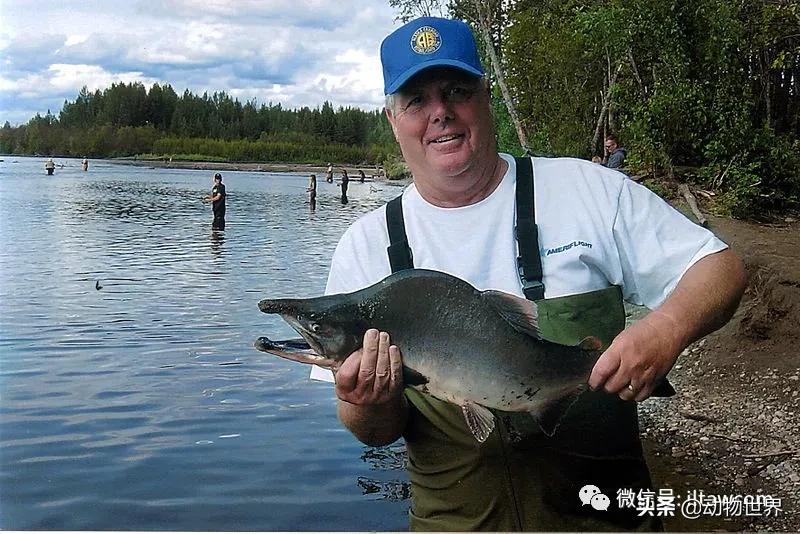 三文鱼是怎样的鱼,三文鱼冷冻后还可以生吃吗