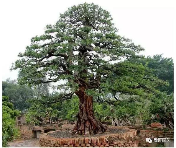 中国最贵盆景一盆600万元 (全世界最贵的100棵盆景多少钱一株)