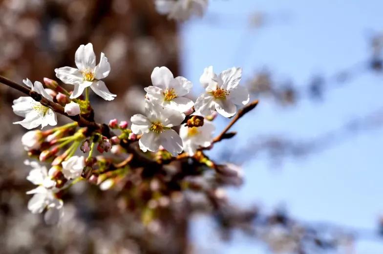 石家庄二中南校区怎么样,石家庄二中怎么样好不好