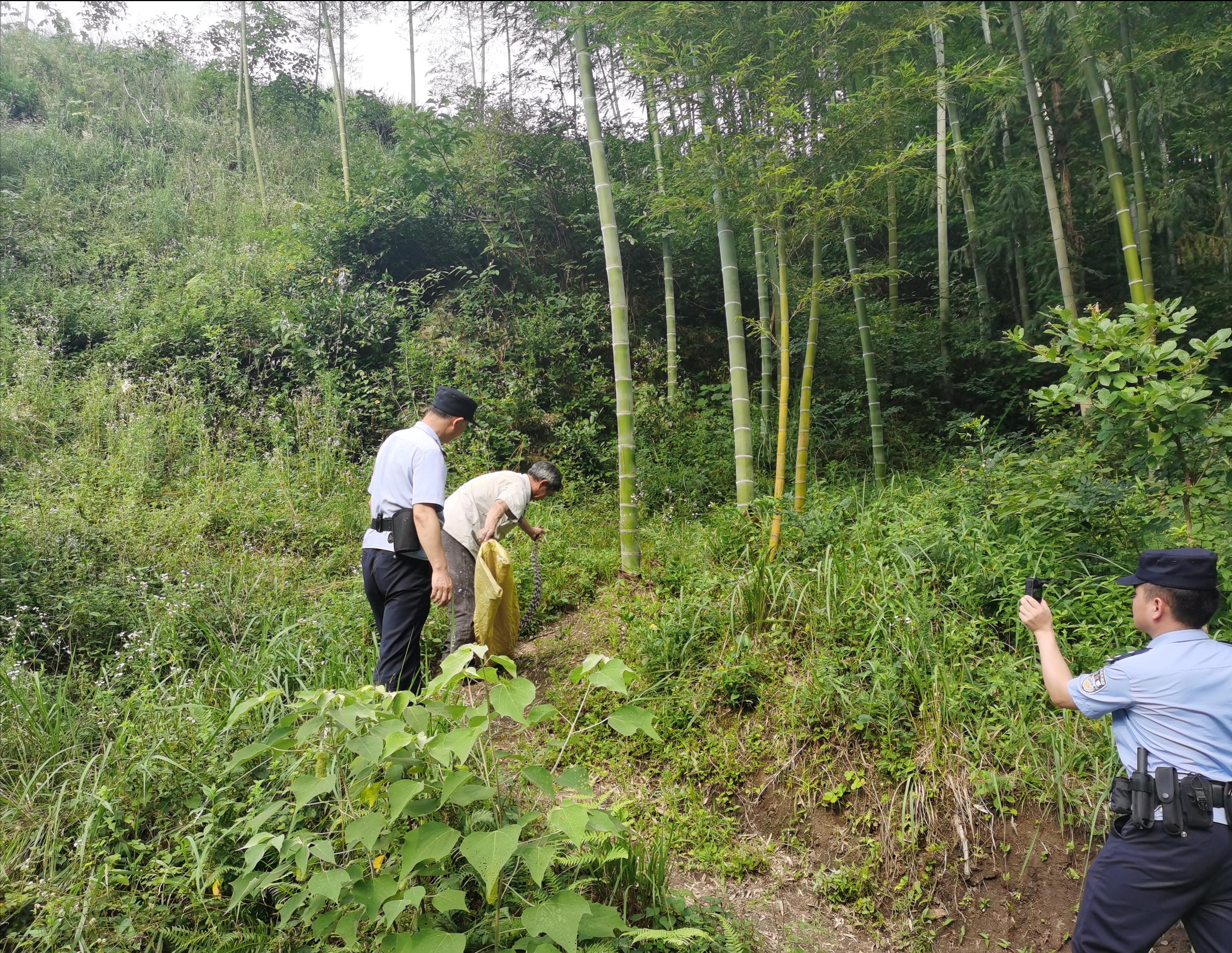 王锦蛇捕猎,王锦蛇捕食画面