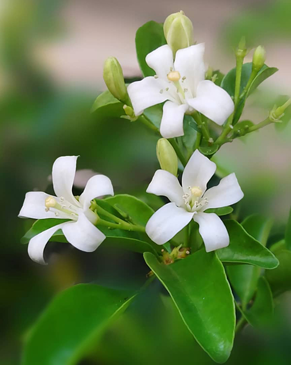 七里香、九里香、百里香人人喜欢种，你知道它们的区别吗？