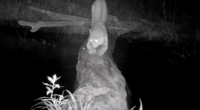 通过隐藏在小河边上的摄像机，我们看到了森林童话真正的样子