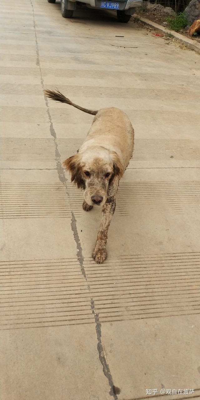 把宠物狗放到农村会怎样呢,如果把宠物狗放在野外会怎样