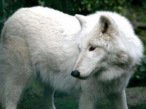 狼图腾大揭秘,狼图腾狼行天下