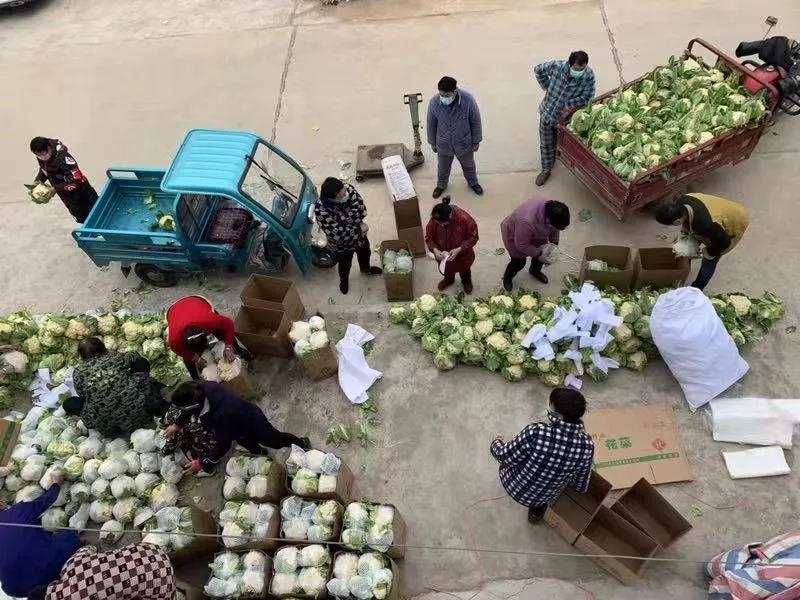 18吨爱心蔬菜千里驰援武汉,山东一菜农向武汉捐赠200吨白菜