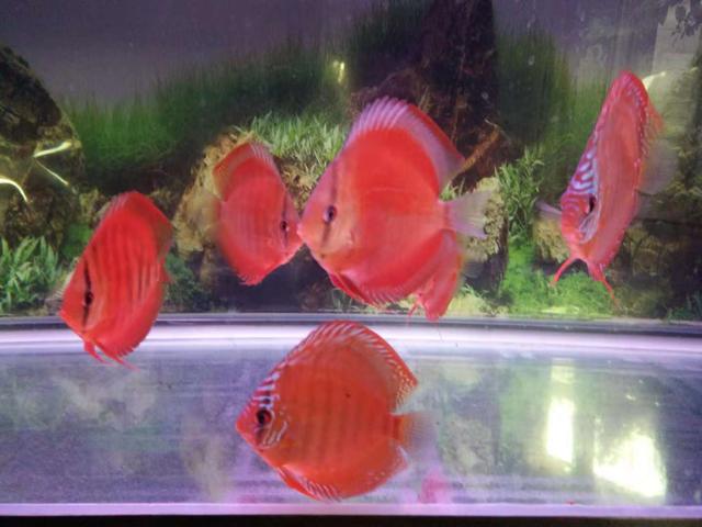 一米二上滤鱼缸怎么养,下滤鱼缸怎么清理