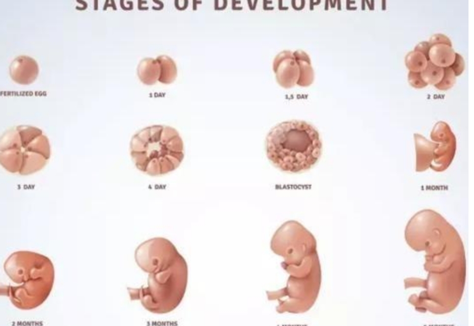 孕晚期，这些迹象说明进入胎儿的“猛涨期”，孕妈们要注意