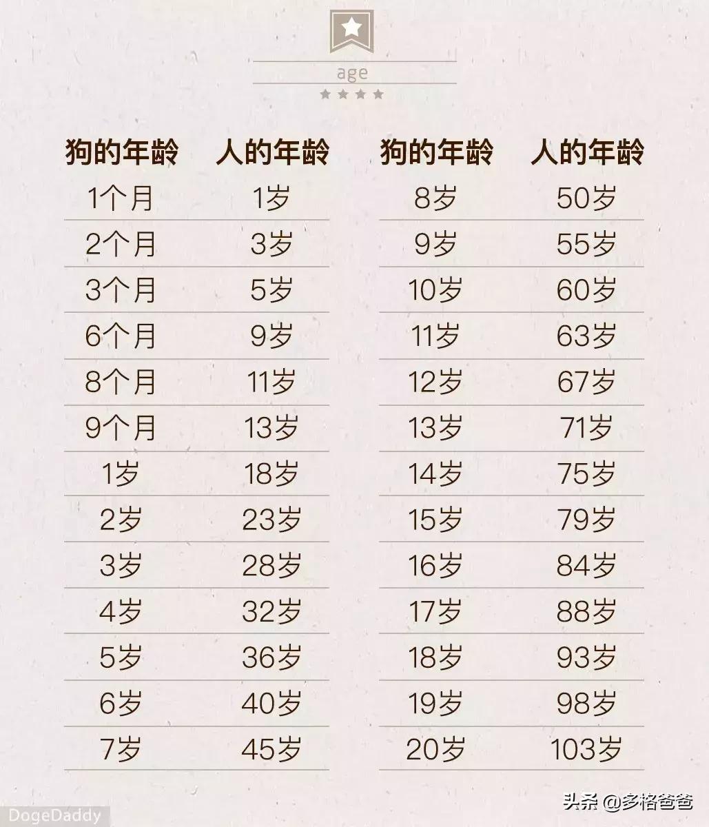 下一个狗年要等几年,下一个狗年还有多少年