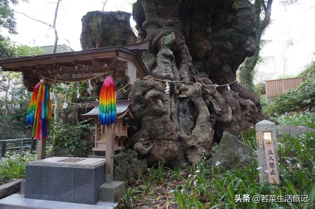 热海温泉和荷花温泉哪个好,日本三大温泉旅游攻略