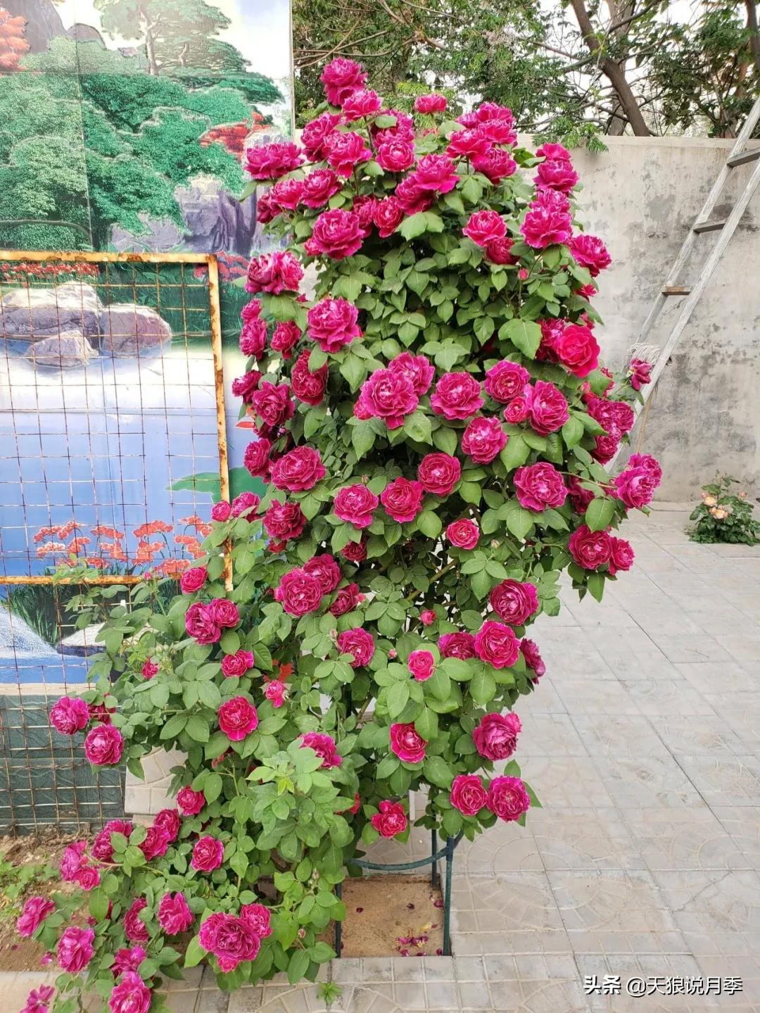 圆滚滚的绣球，瀑布般的花墙，这届花友也太会种花了吧