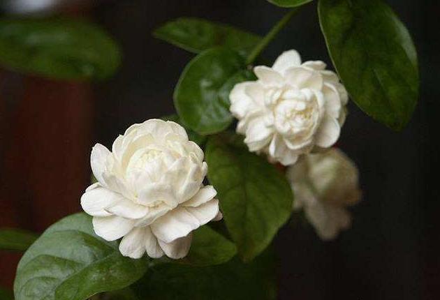 虎头茉莉几月份就不能修剪了,虎头茉莉怎么养才能爆盆