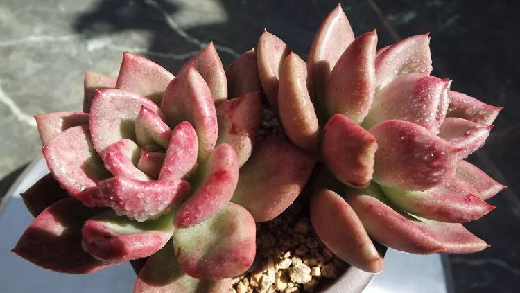 爱机车,爱多肉,宝妈花姐的诗和远方