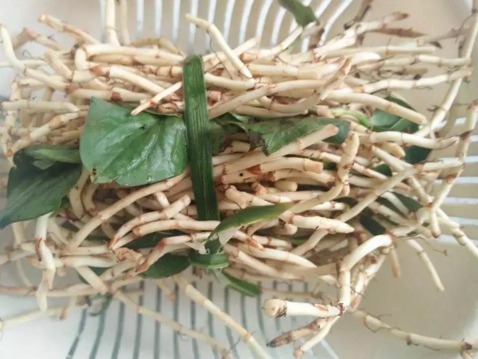 贵阳不光是辣味的,还有一种味道叫折耳根!