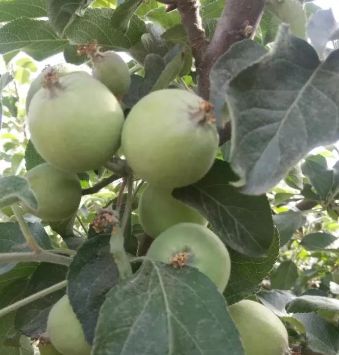 果实没有膨大的原因,果实大小不一主要是什么引起的