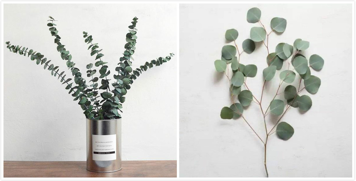 大盆栽绿植对猫无毒有害吗,吊兰绿萝对猫有毒么