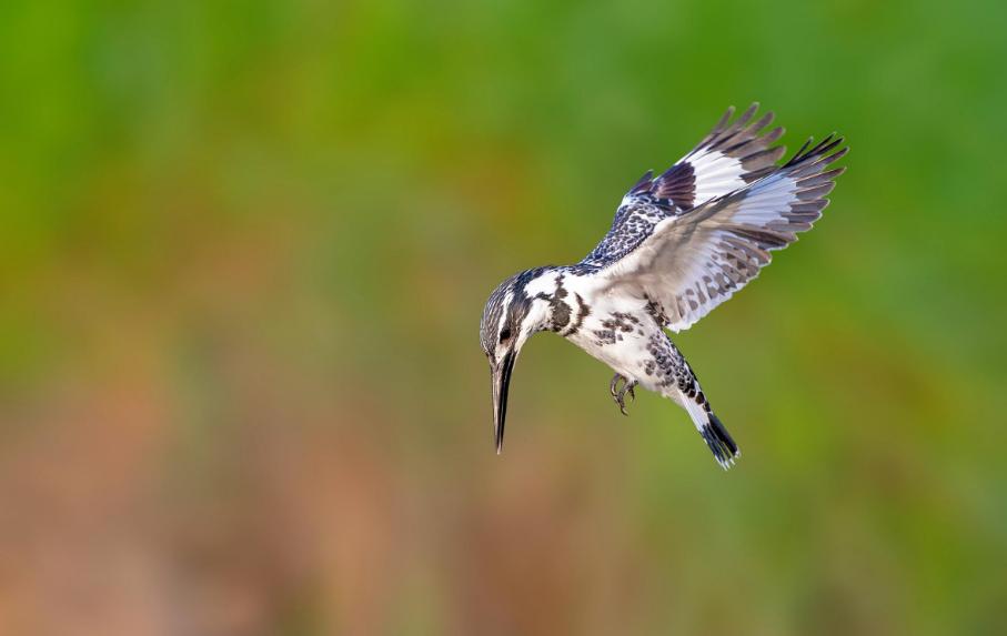 斑鱼狗捕鱼技巧,斑鱼狗捕鱼慢镜头