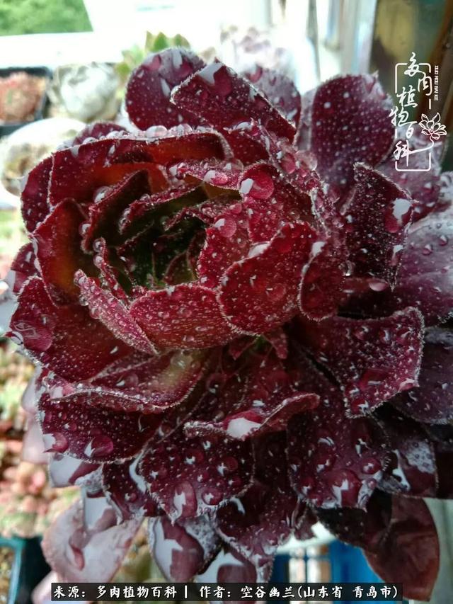 多肉最美的时光,多肉惊艳我的时光