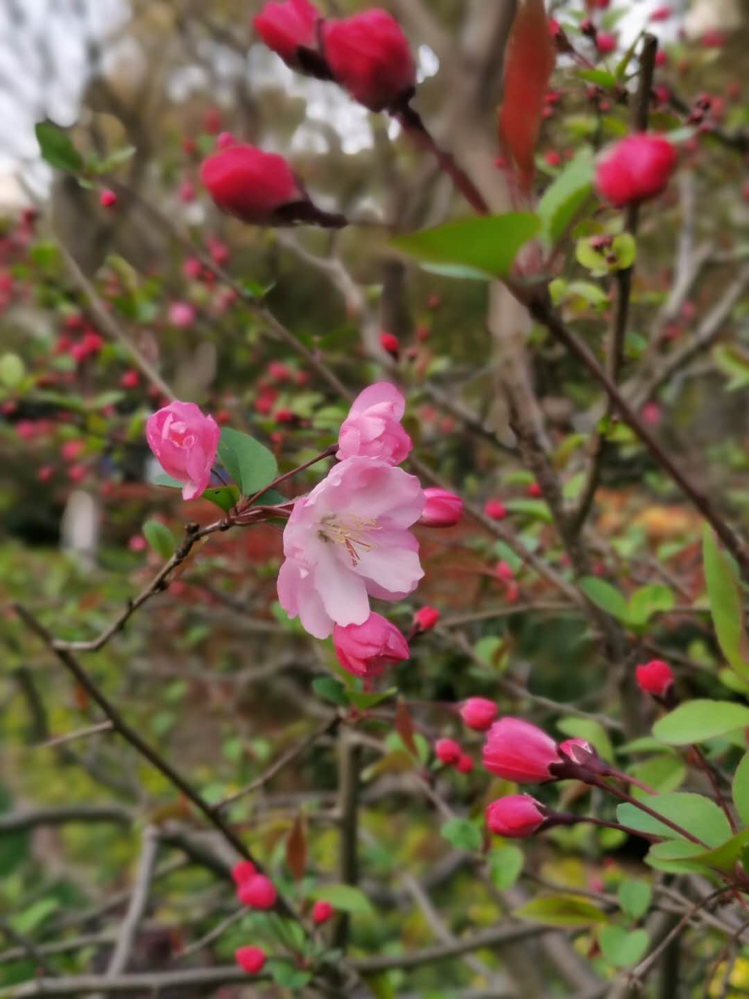 声律启蒙完整故事,声律启蒙十灰其一解读