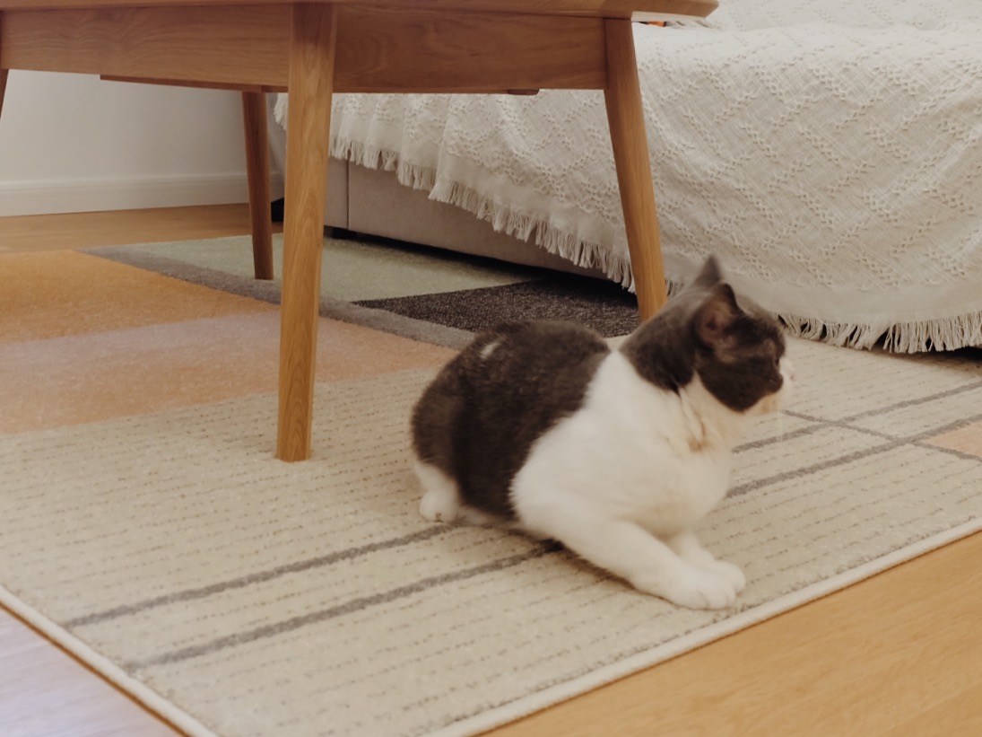 兔绵之家：平凡风格的真意|XSDesign