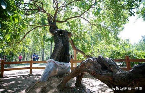 东方紫酒哪种最好,正宗东方紫酒图片