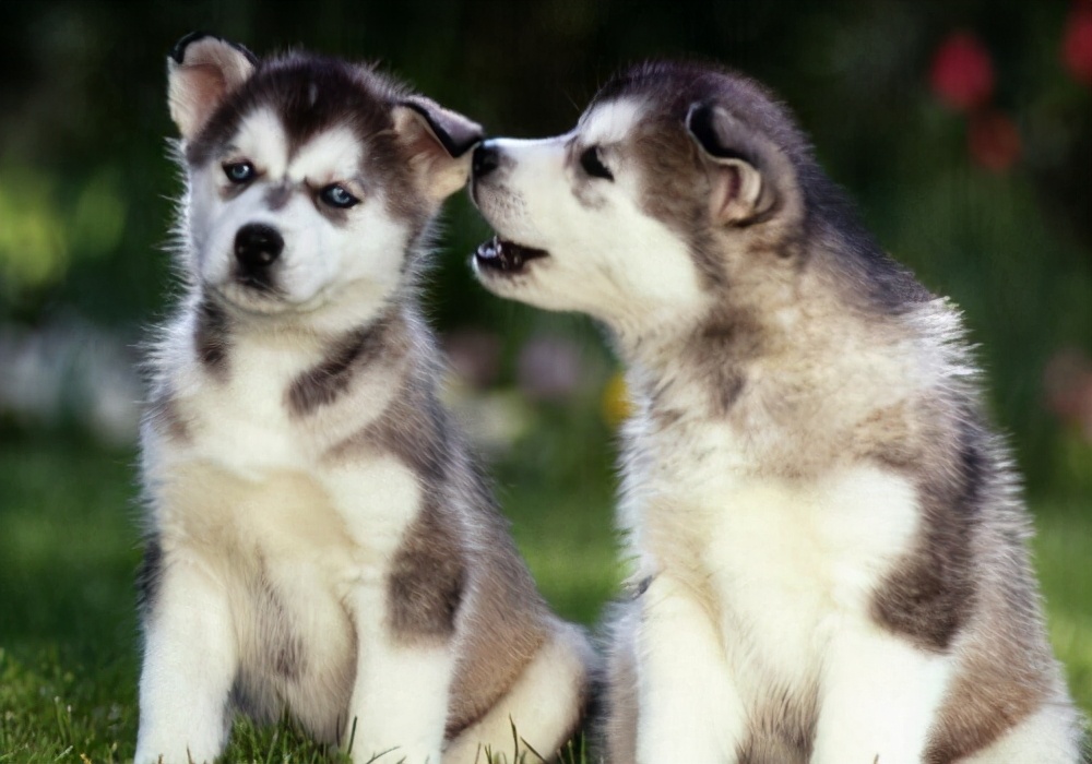 养宠心得：狗狗尿中有血是怎么回事？护理尿血狗狗的措施参考