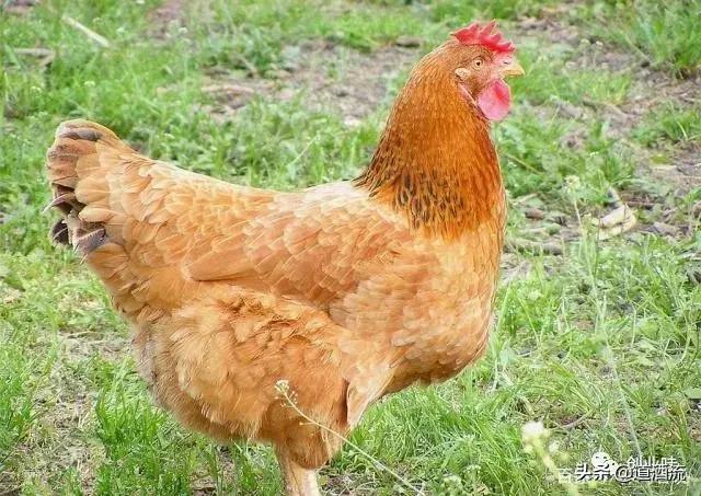 养鸡三大绝密秘诀,养鸡技术十大经典