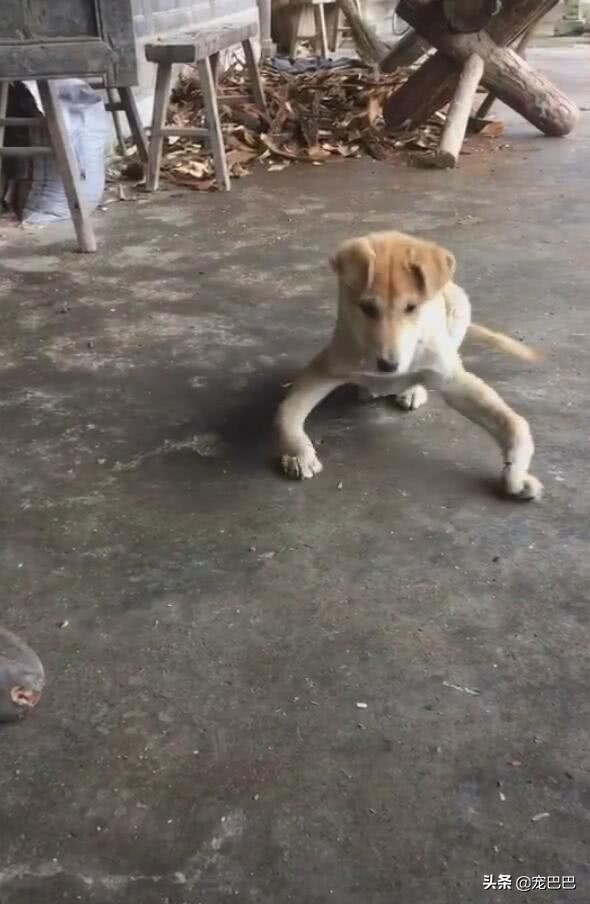 小狗站起来突然歪倒脖子伸直,小狗突然抬起一只脚走路