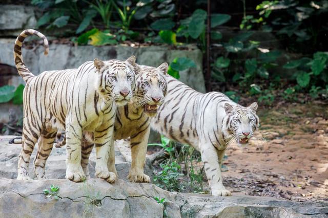 广州长隆1大1小亲子票大马戏,广州长隆珠海亲子游旅游攻略