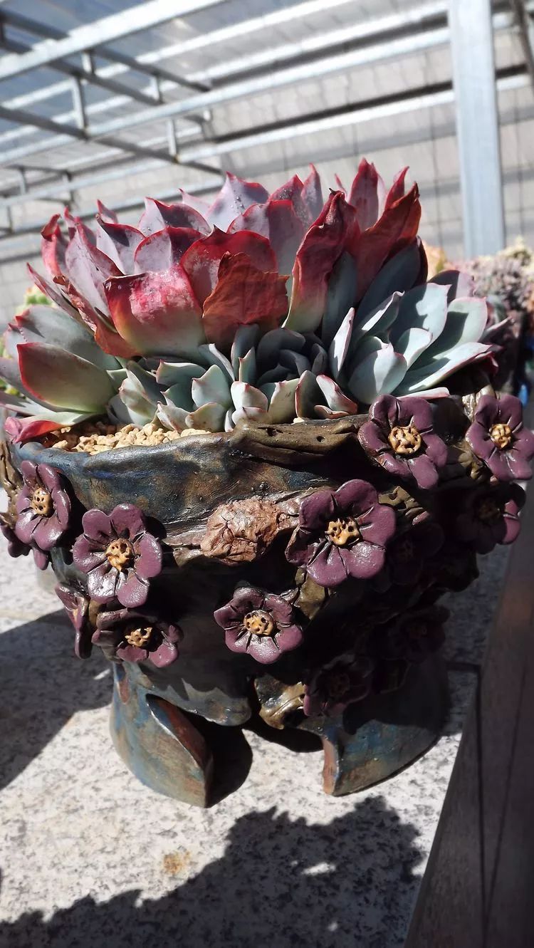 爱机车,爱多肉,宝妈花姐的诗和远方