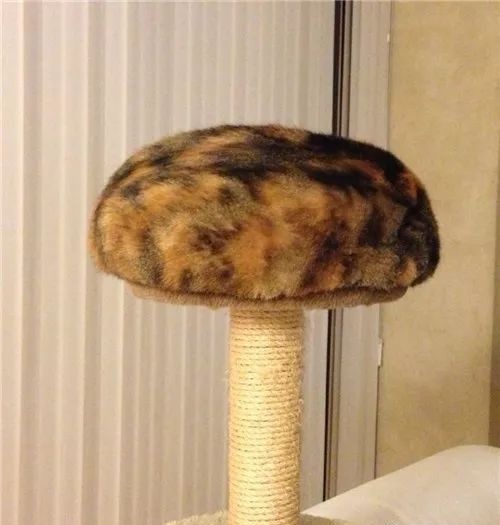 猫咪到底是什么样的猫,猫到底是个什么物种至今还是个谜