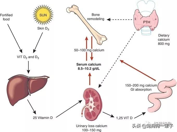 狗狗缺磷钙,狗狗最佳钙磷比