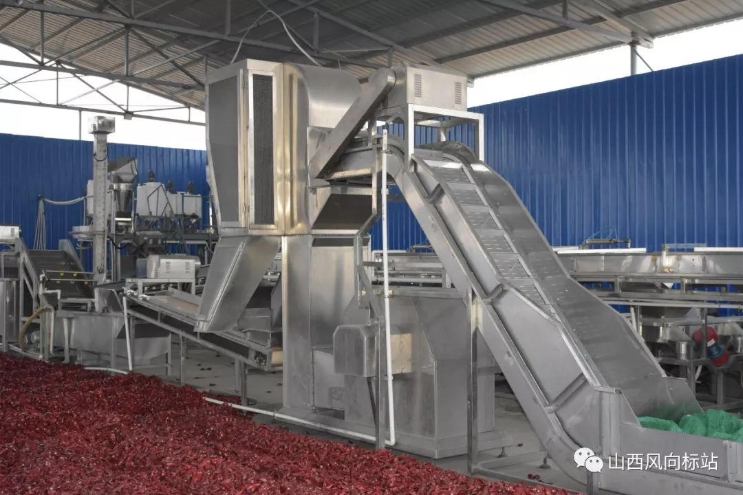 忻州曹张高村辣椒,山西忻州辣椒迎丰收椒农笑开颜