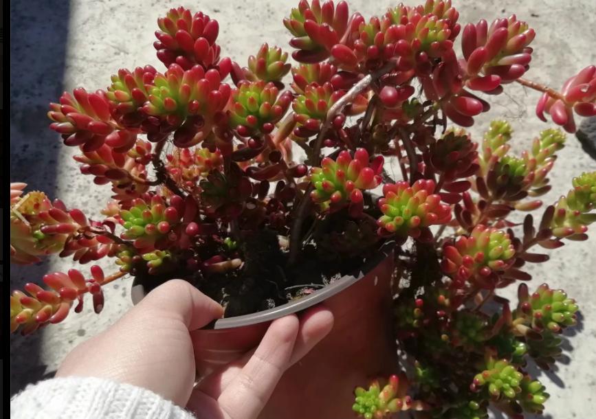 多肉养出状态来有多美?这102种多肉控养上色之后美呆了