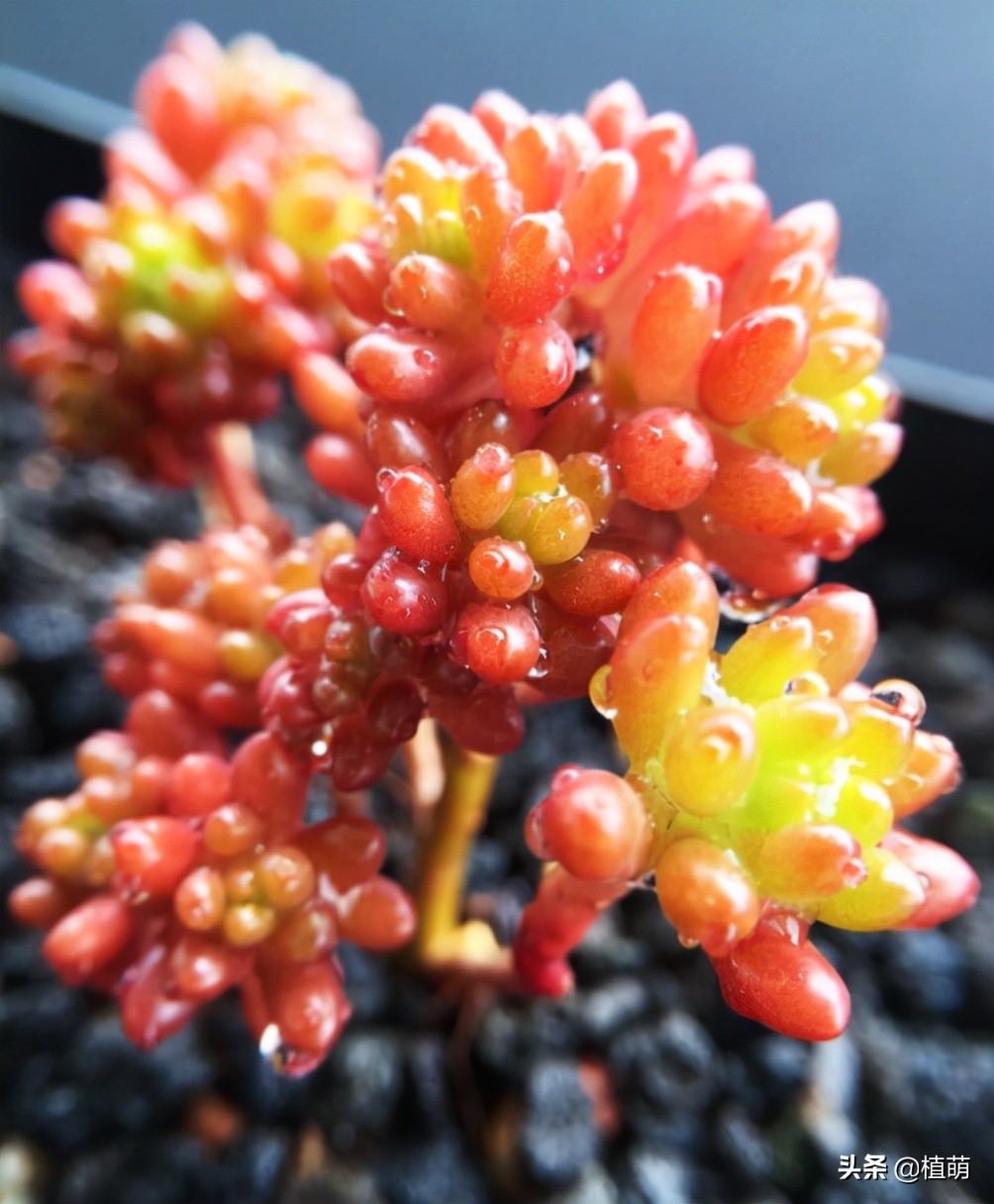 入秋后天气凉爽早晚温差较大,入秋了早晚温差大