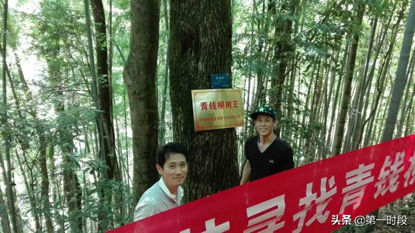 修水青钱柳是什么,修水青钱柳的来历