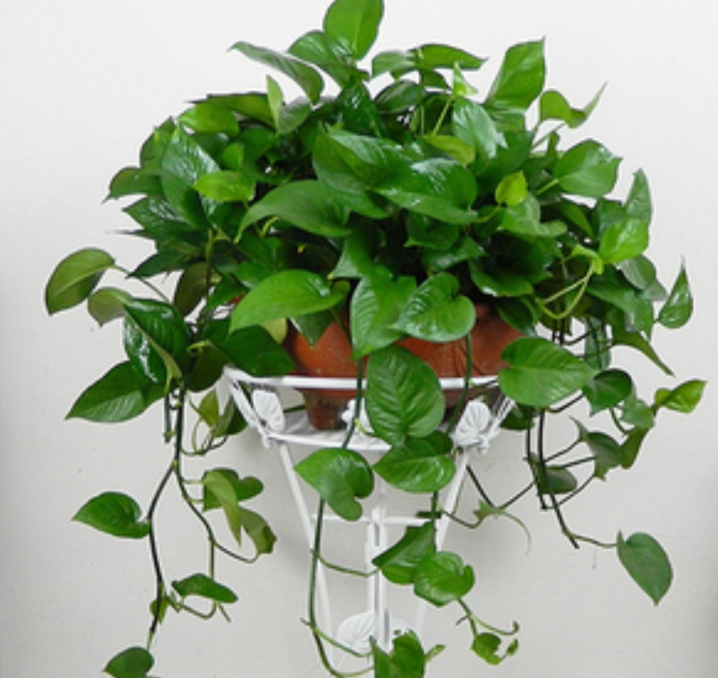 室内净化空气好养活的花草,室内净化空气的最佳植物花卉