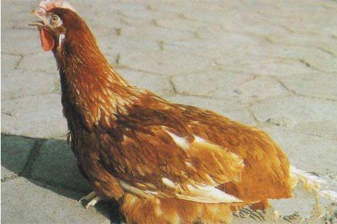 鸡伸头张口呼噜怎么办,鸡嗓子里有痰呼噜呼噜的吃什么药