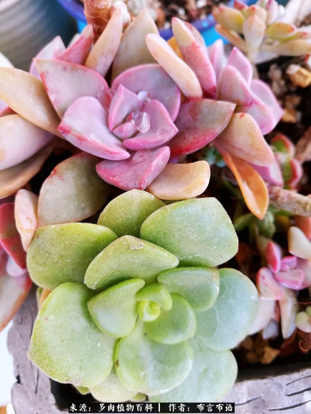从多肉上感悟人生,多肉的真实生活感悟