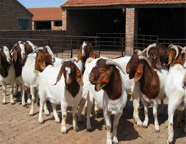 个人养羊创业计划书,养羊创业致富的项目