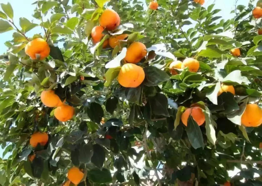 火晶柿子哪个品种好吃,火柿子长安十二时辰