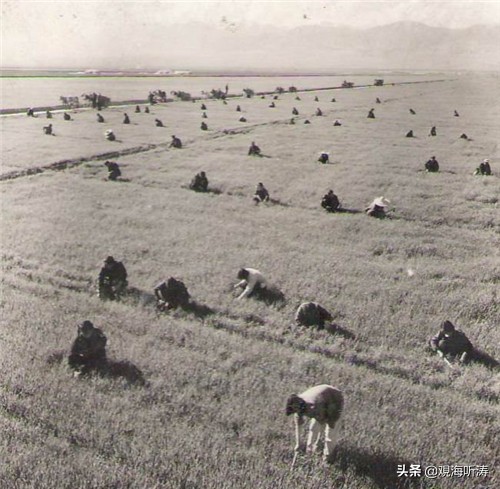 小心，别被轻信带跑偏：炮局、管训、劳改，清河往事说通透