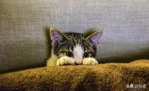 怎么判断猫咪发烧症状,怎么判断猫咪发烧