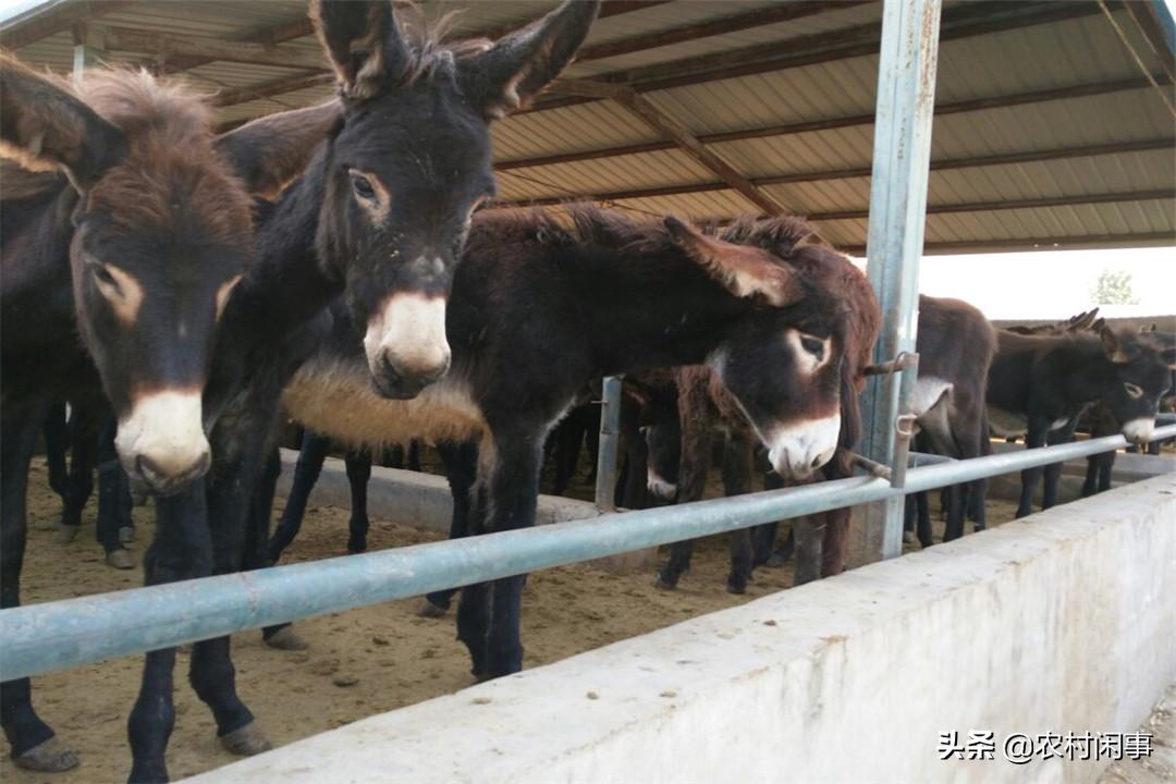 养驴热度越来越高,别盲目涉足,提前做好这些方面才是关键