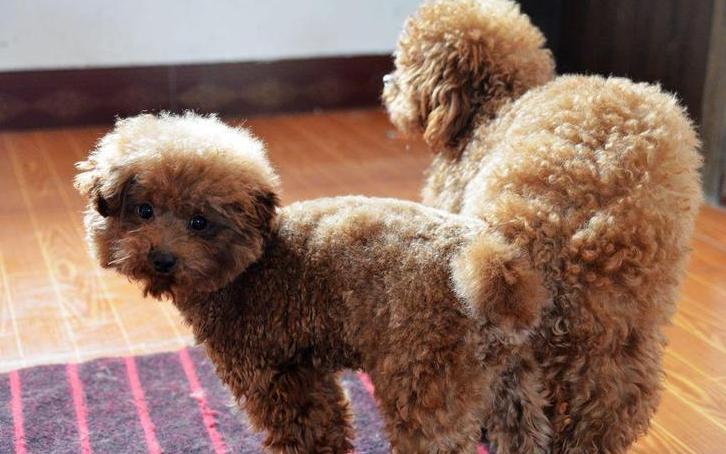 天冷了,饲养泰迪犬,主人要做好这几点