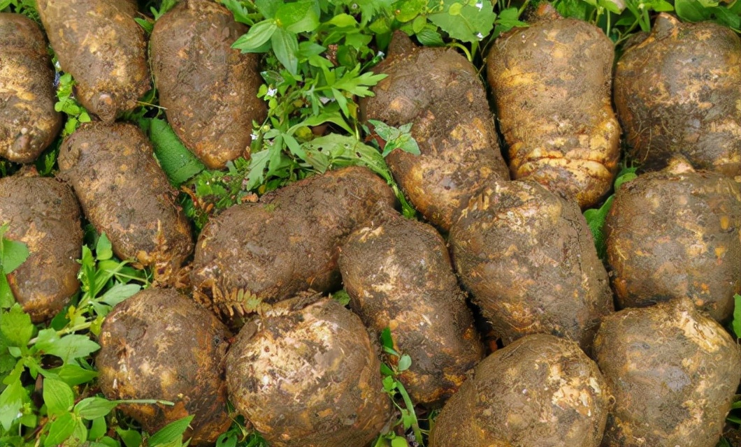 天麻种植高产技术视频教程,高产天麻的优质菌材培育方法