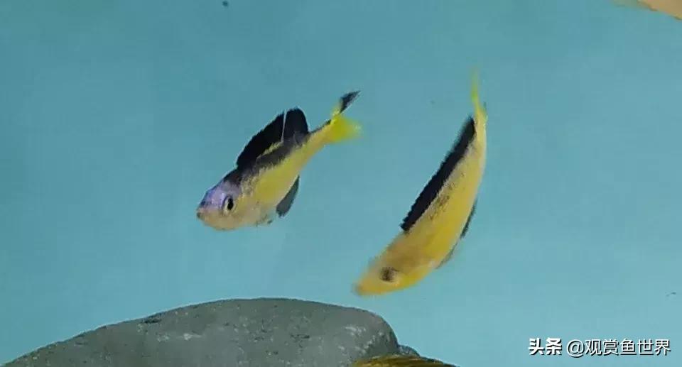 梦想的三湖世界持续建设中……方位:中国天津